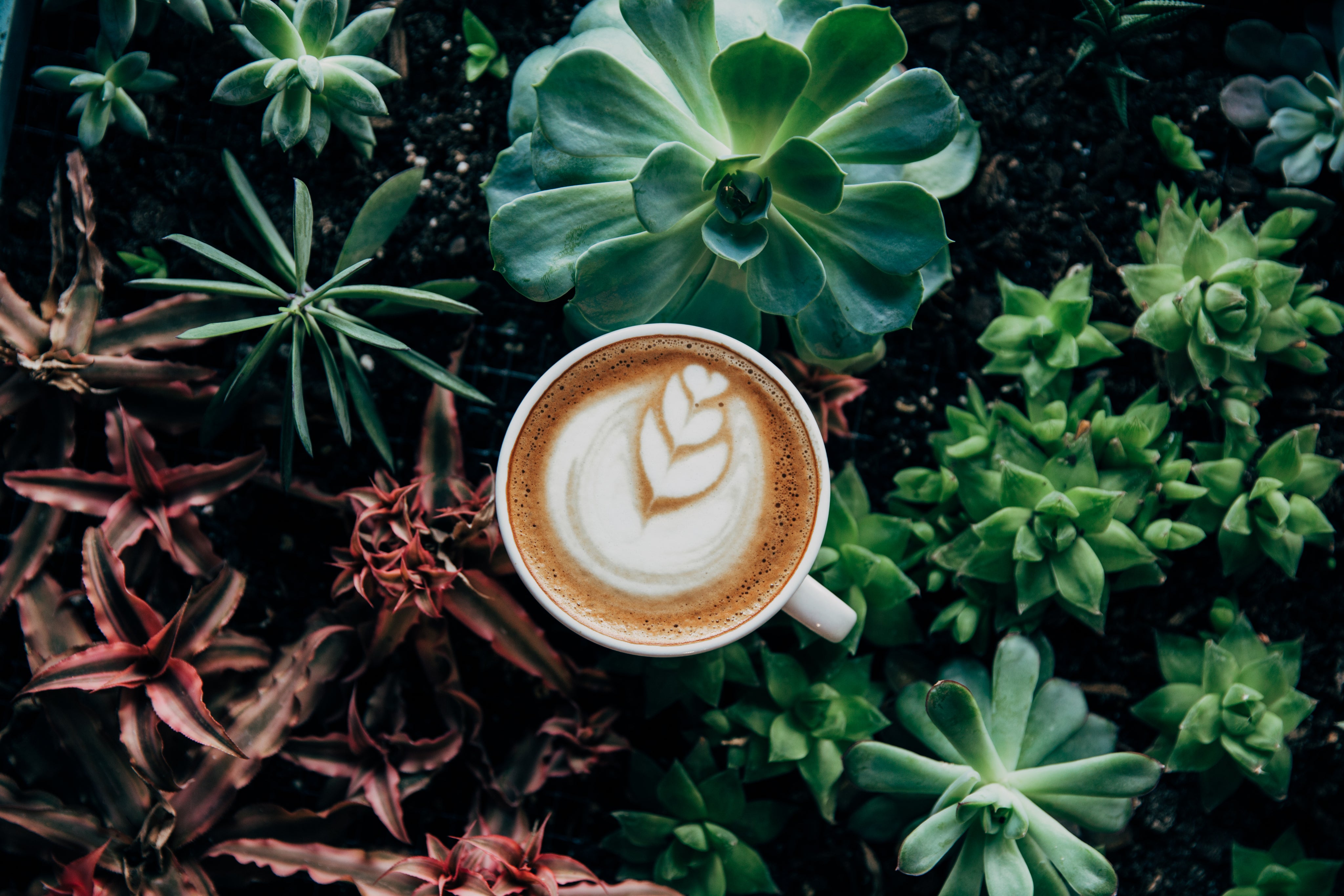 Clayton Coffee & Tea in Modesto, CA (5)