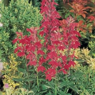 Seven Sisters Greenhouse in Prescott, WI (2)