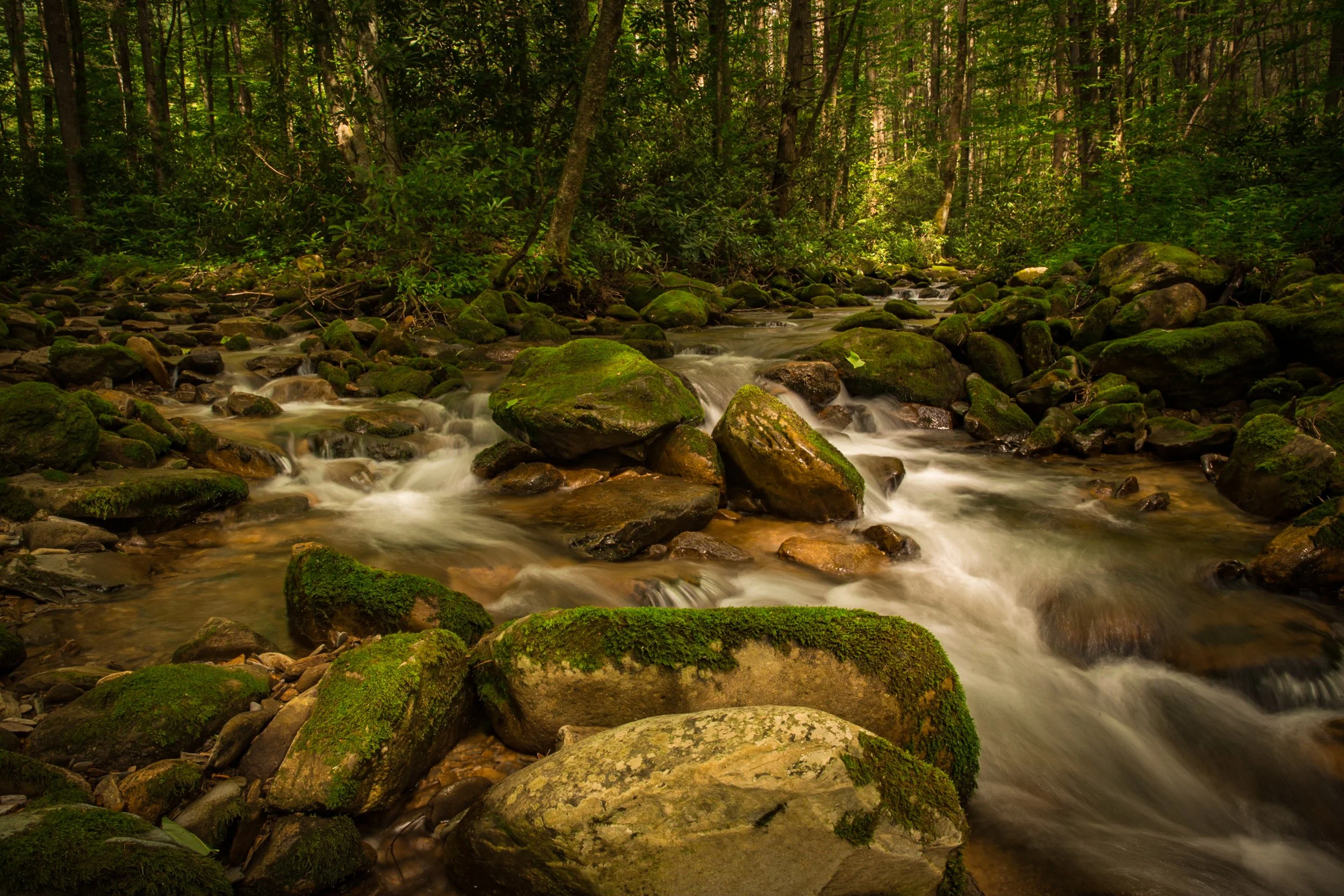 Canaan Valley Institute Inc in Davis, WV (6)