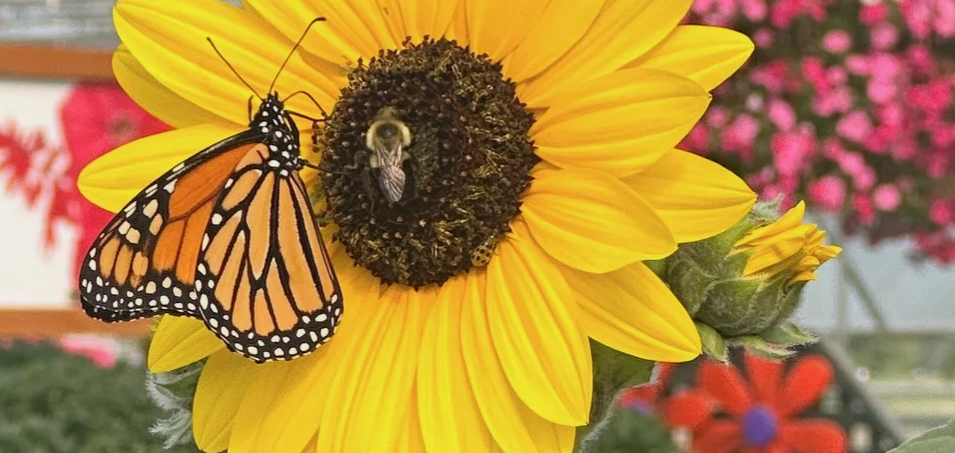 Scheiderer Farms Garden Center in Marysville, OH