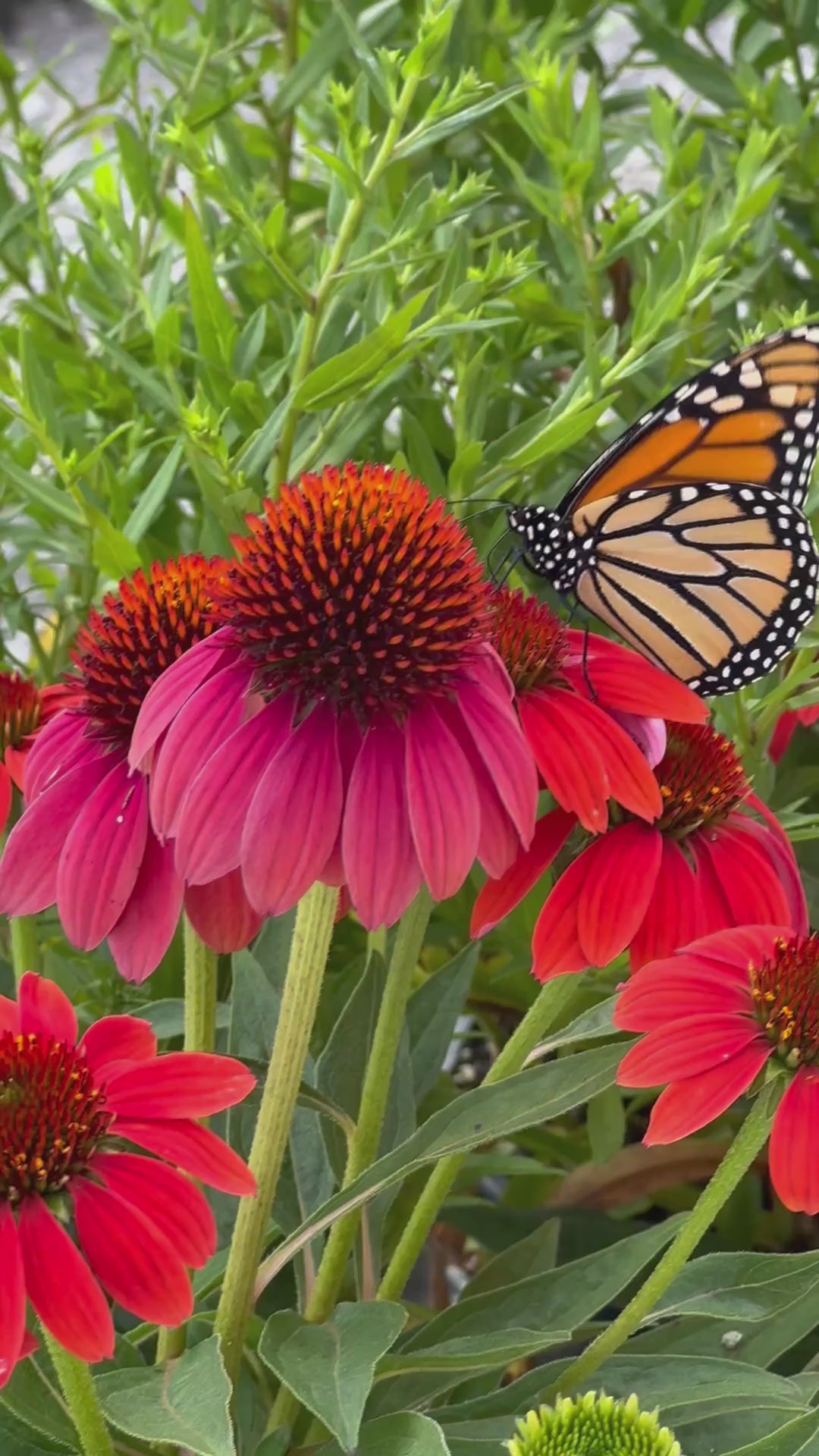 Scheiderer Farms Garden Center in Marysville, OH (3)