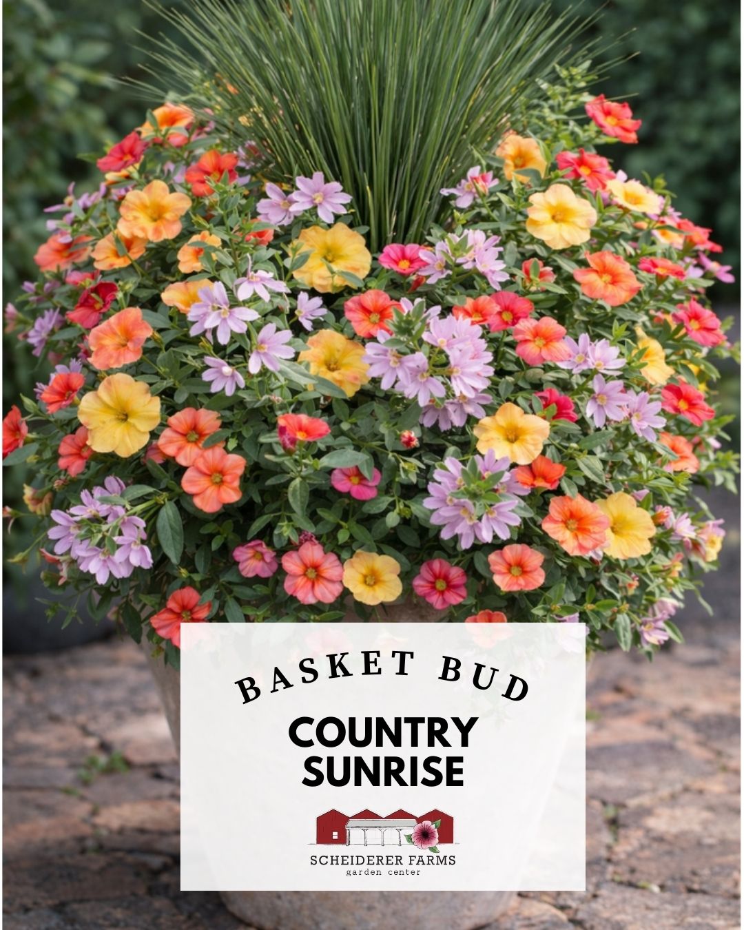 Scheiderer Farms Garden Center in Marysville, OH (4)