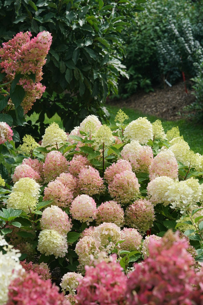 Scheiderer Farms Garden Center in Marysville, OH (6)