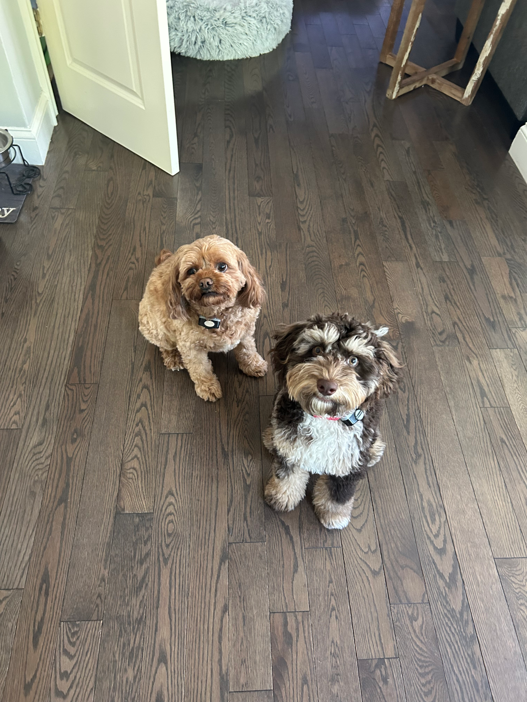 Premier Pups in Johnstown, OH