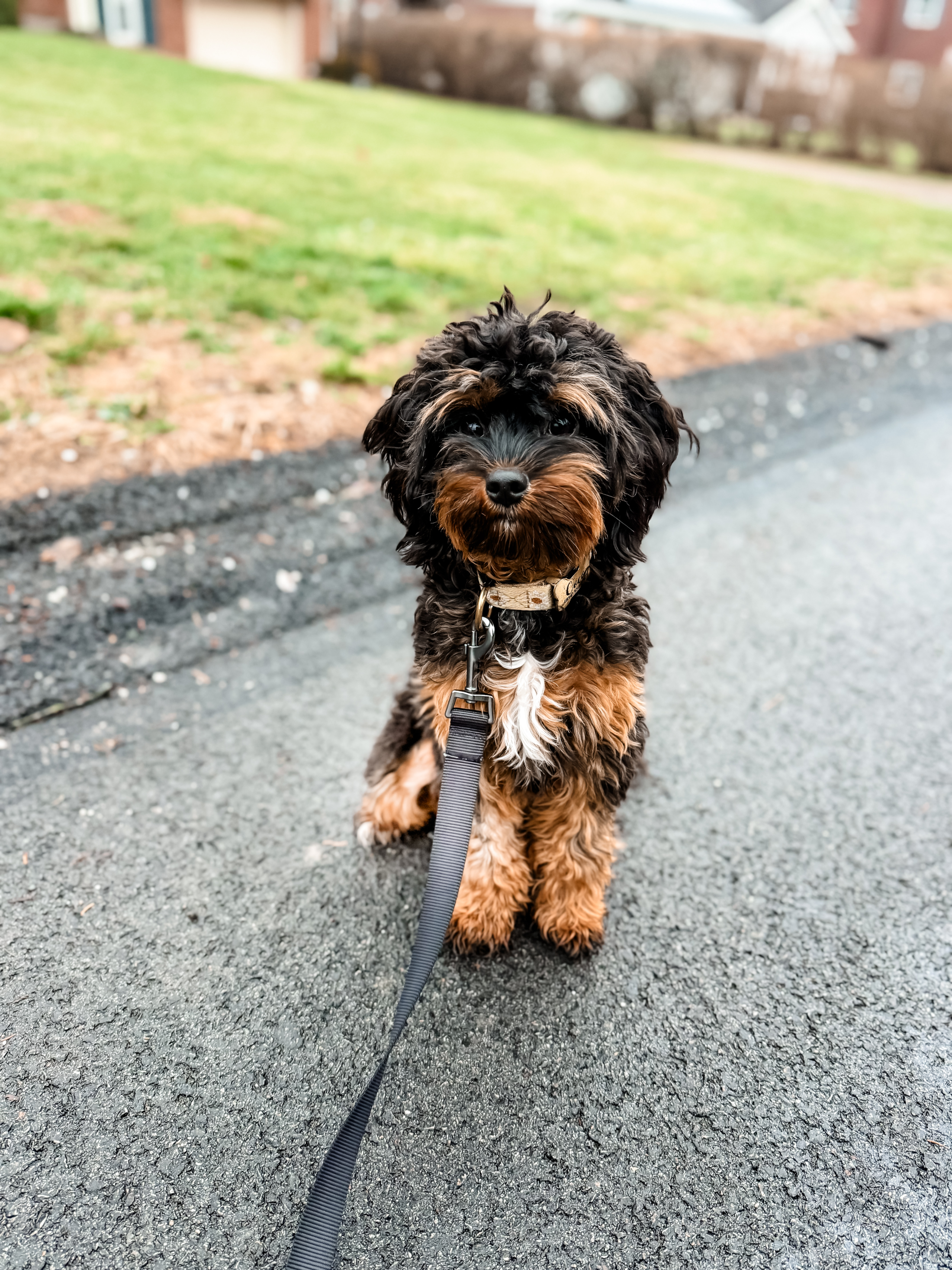 Premier Pups in Johnstown, OH (2)