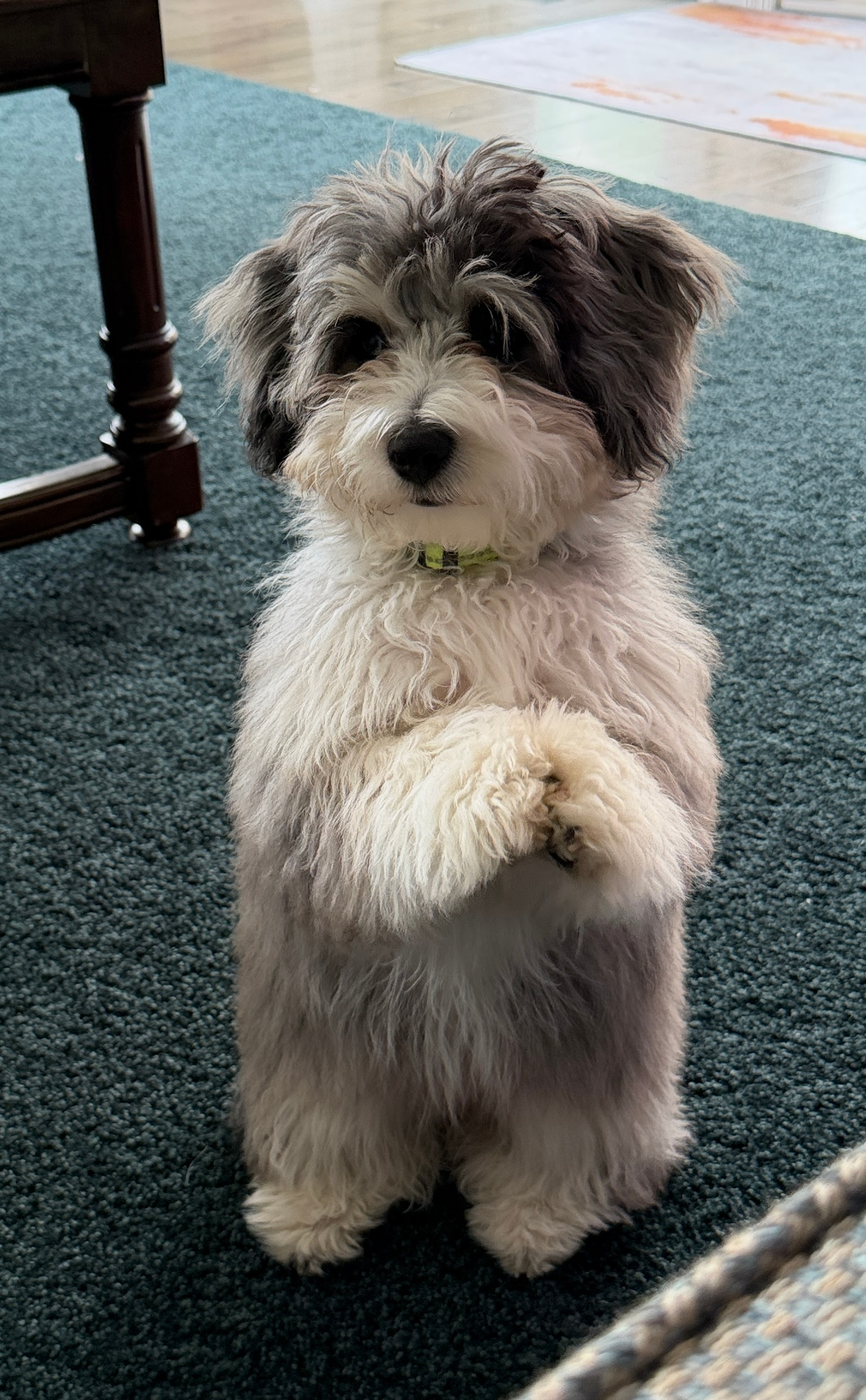 Premier Pups in Johnstown, OH (6)