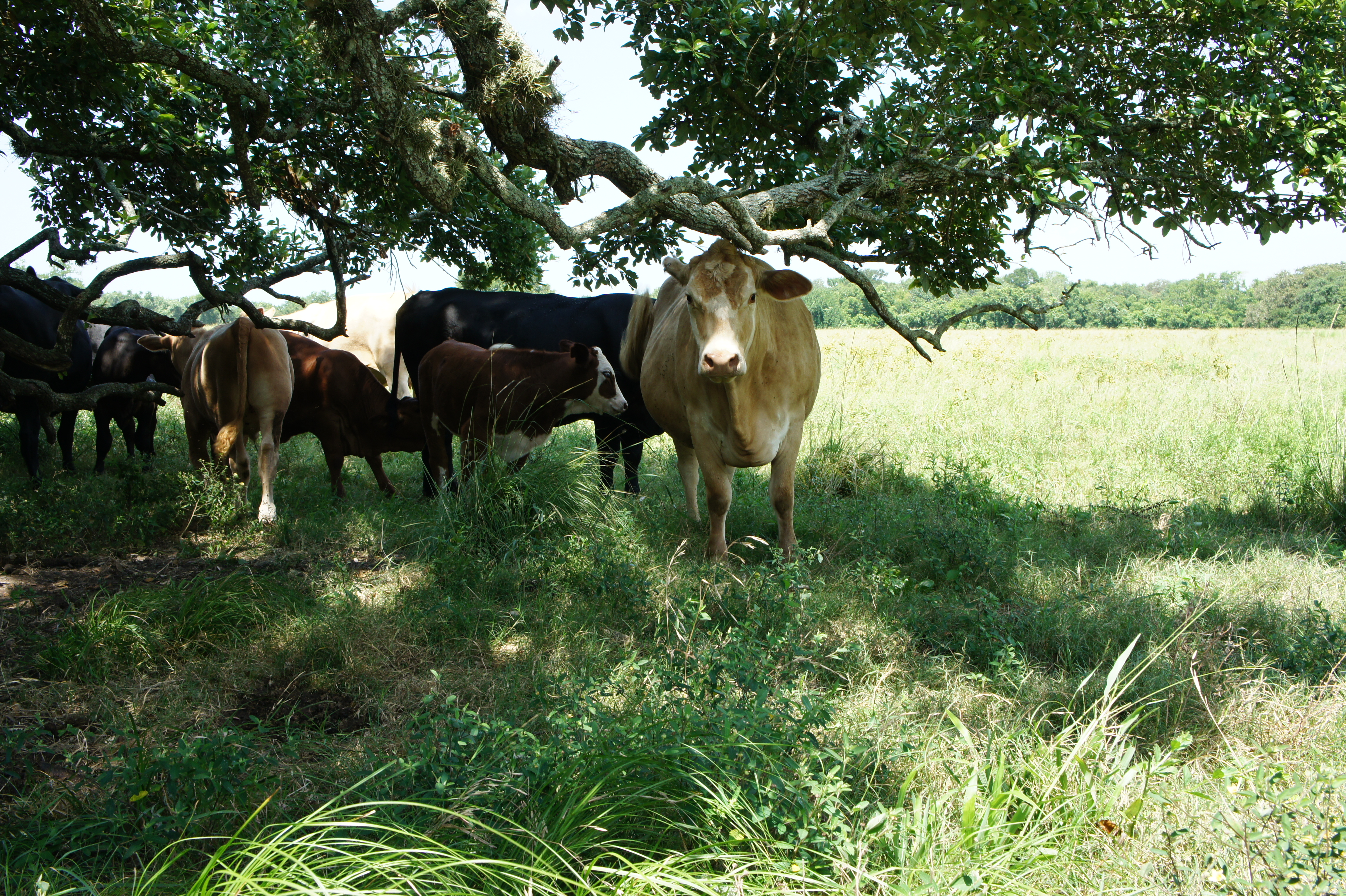 Ranch Locator Company in Weimar, TX