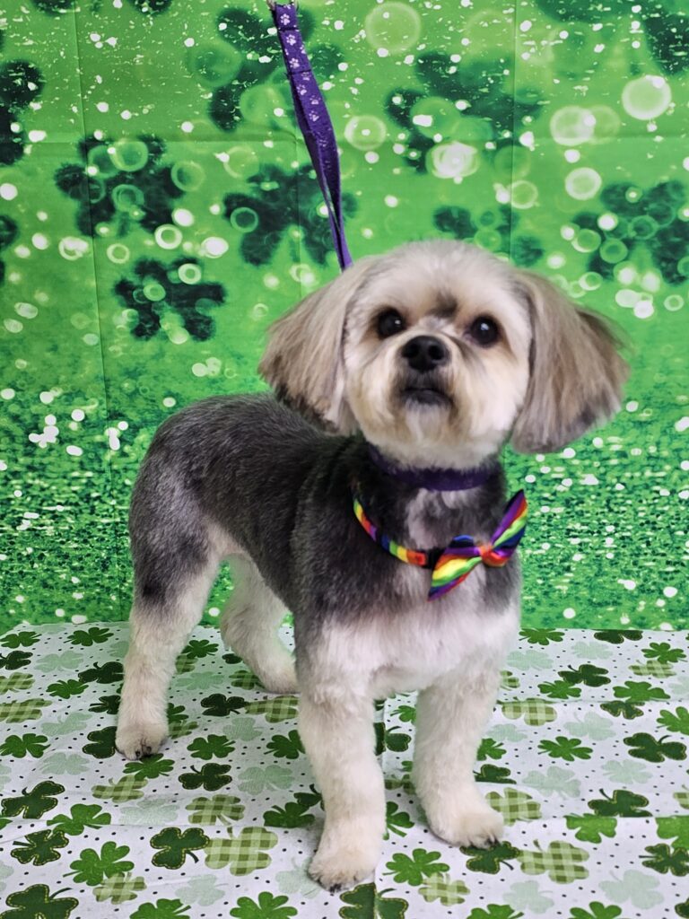 Diva Dogs Canine Spa in Christiansburg, VA