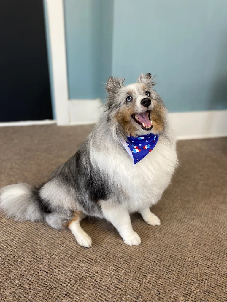 Diva Dogs Canine Spa in Christiansburg, VA (2)