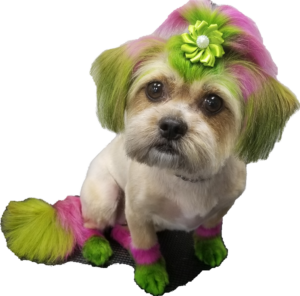 Diva Dogs Canine Spa in Christiansburg, VA (3)