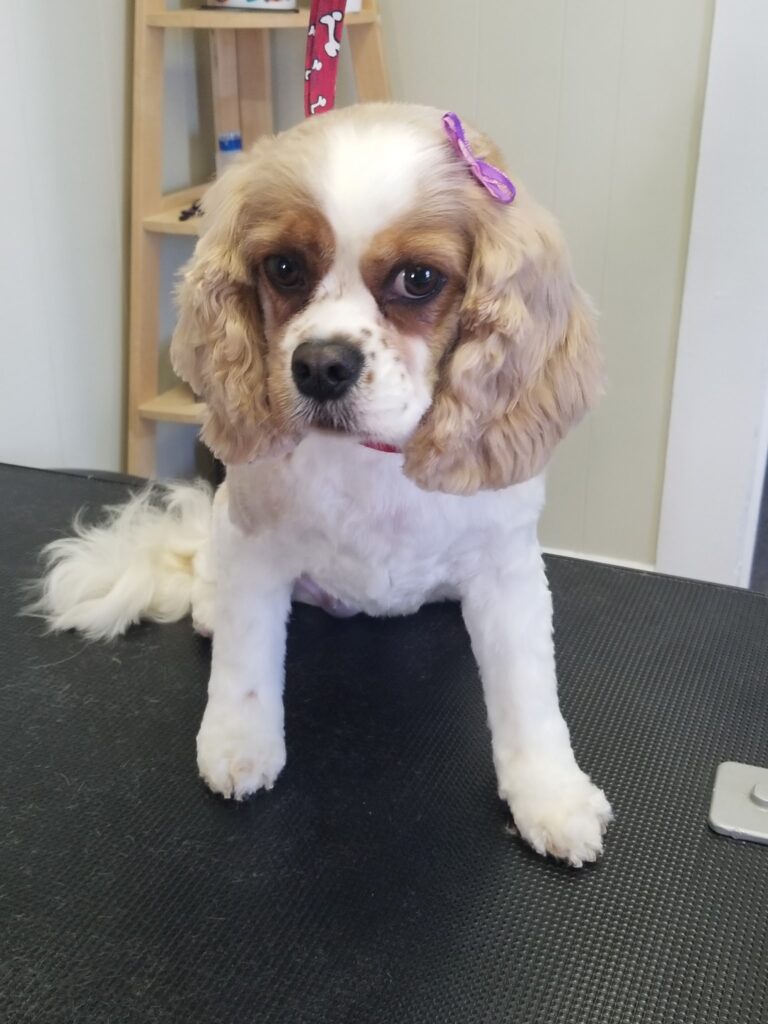 Diva Dogs Canine Spa in Christiansburg, VA (4)