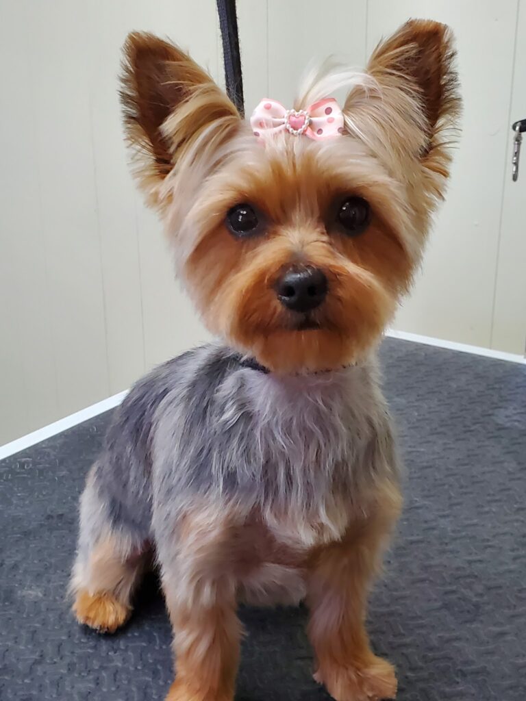 Diva Dogs Canine Spa in Christiansburg, VA (5)