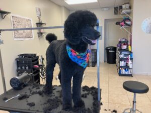 Diva Dogs Canine Spa in Christiansburg, VA (6)