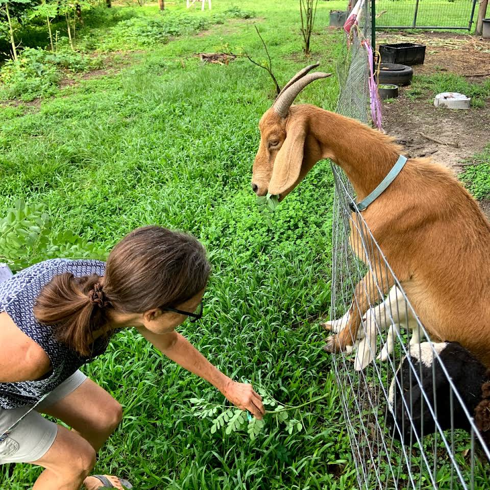 The Garden Doctor Teaching Farm in Dunnellon, FL (2)