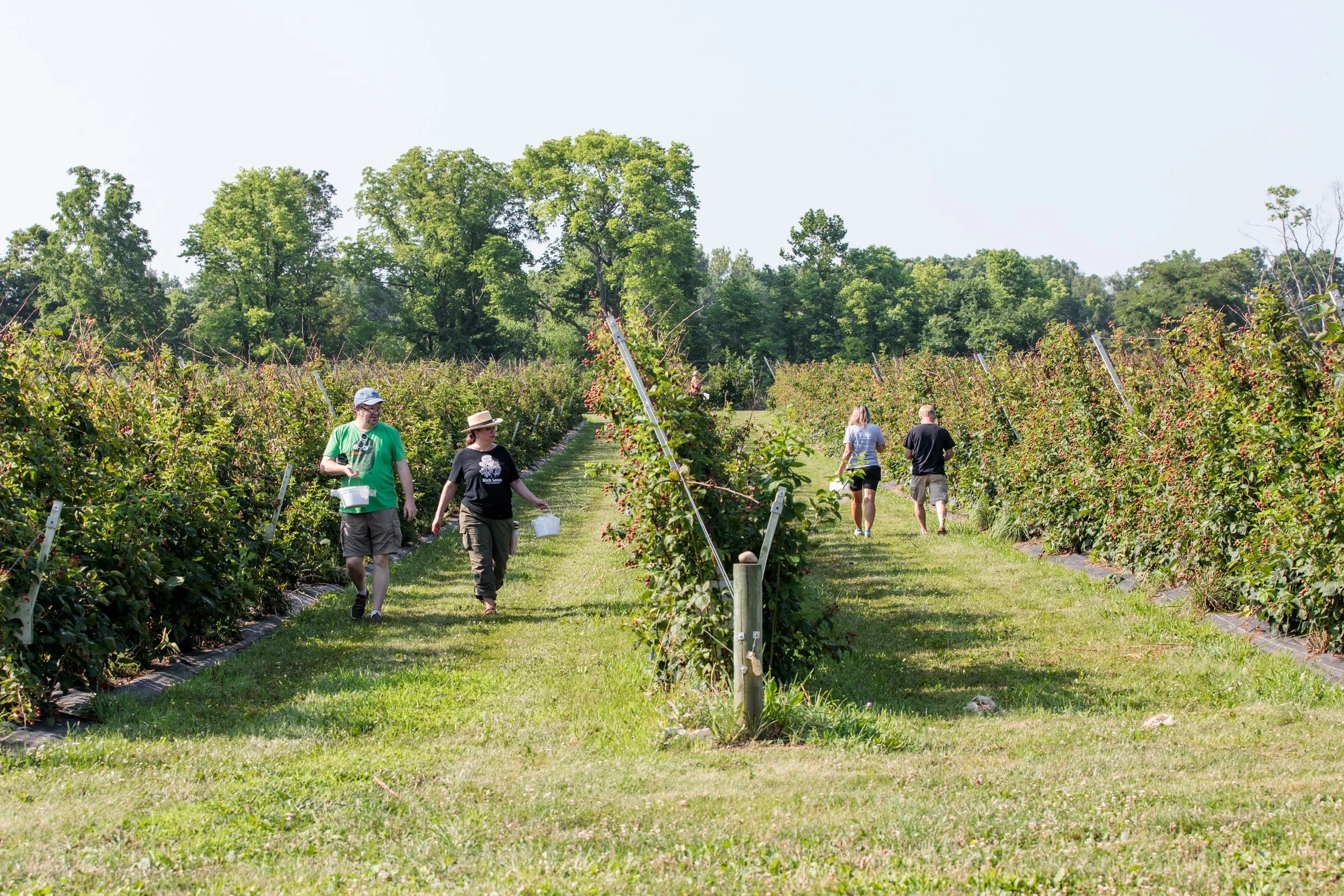 Wild Blackberry Farms in Fortville, IN