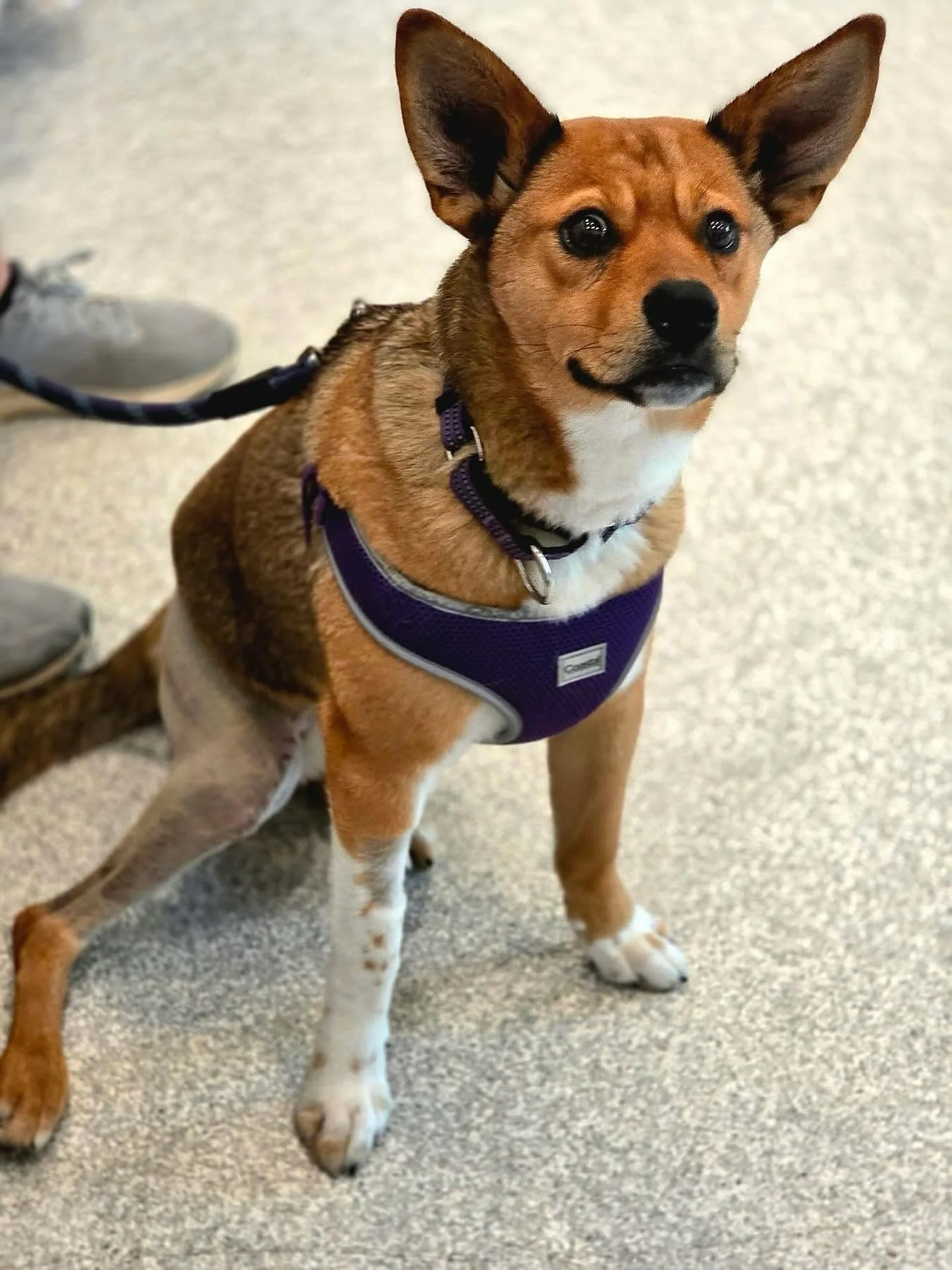 Coco's Heart Dog Rescue in Somerset, WI (5)