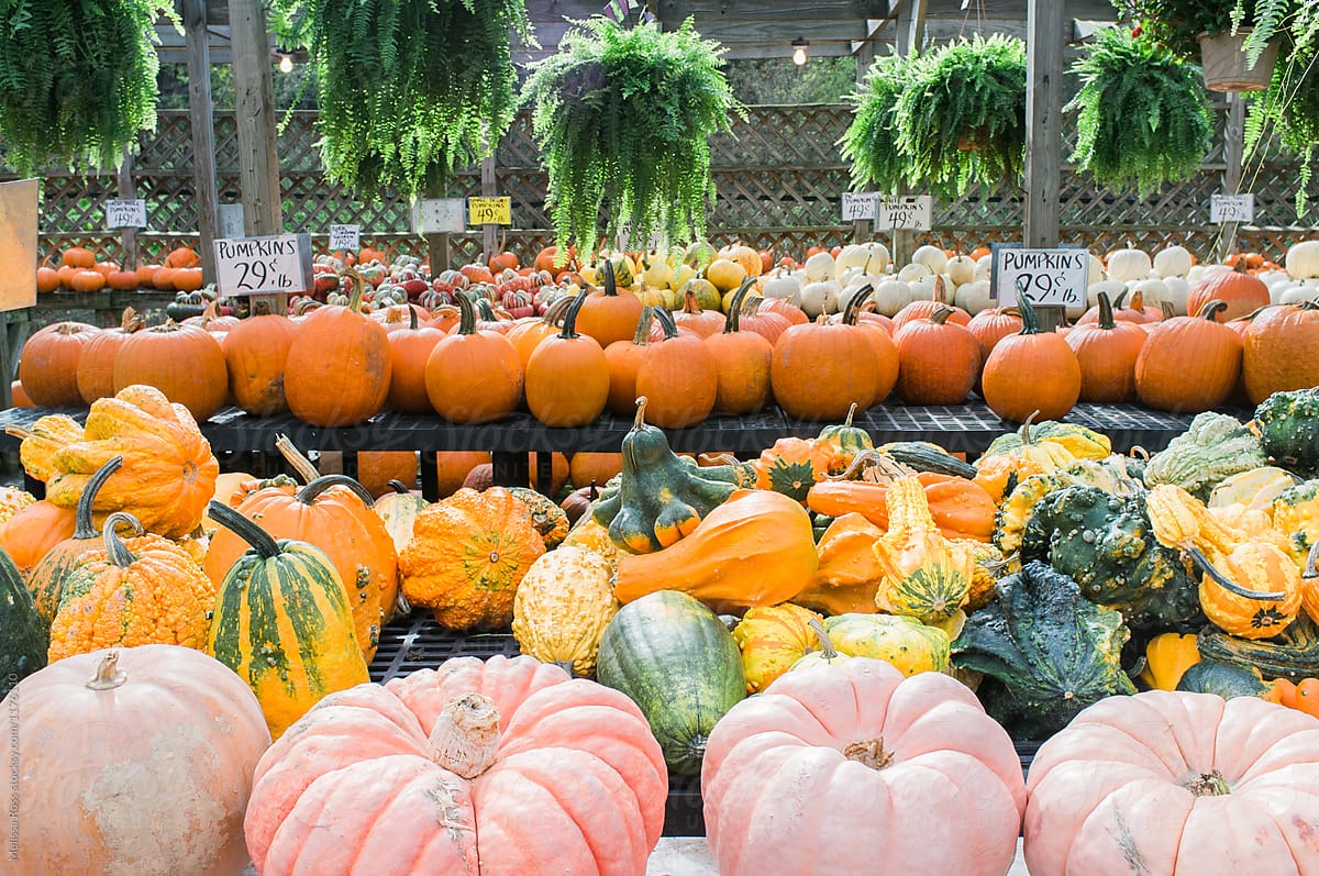 Pumpkin Pyle in Floydada, TX