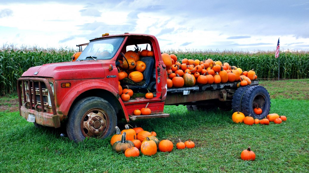 Pumpkin Pyle in Floydada, TX (2)