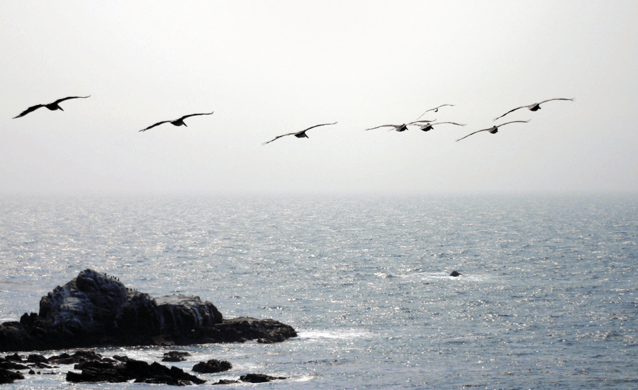 Cavassa O'Connell in Monterey, CA