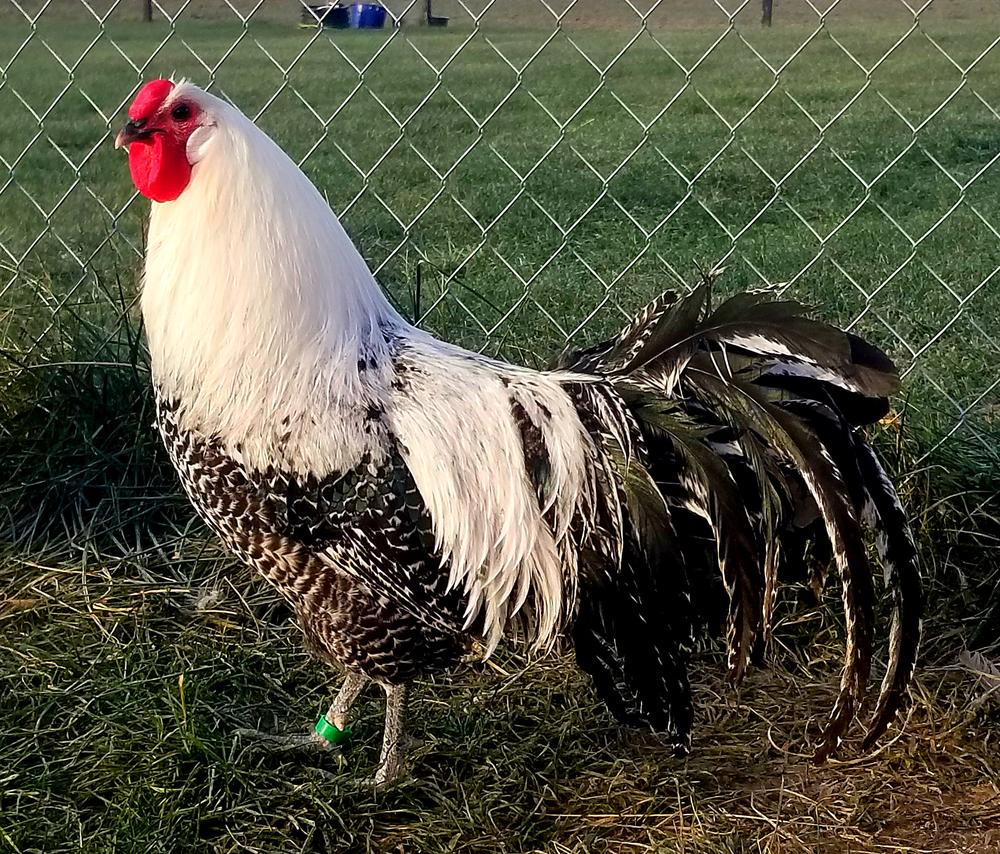 Country Haven Farm LLC in Cardington, OH