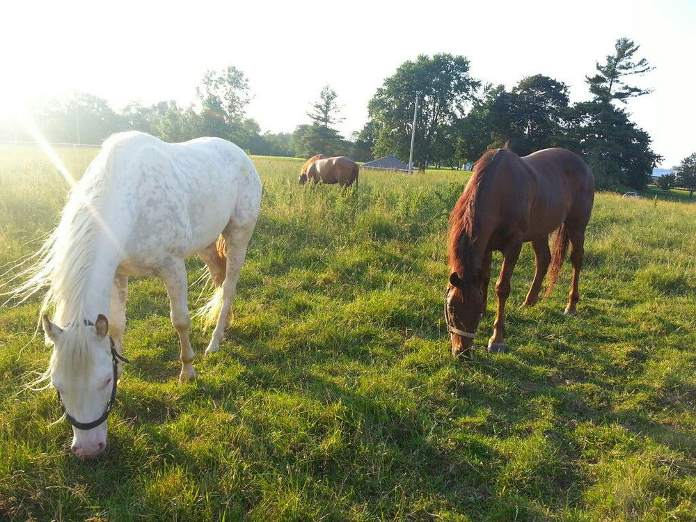 Country Haven Farm LLC in Cardington, OH (2)