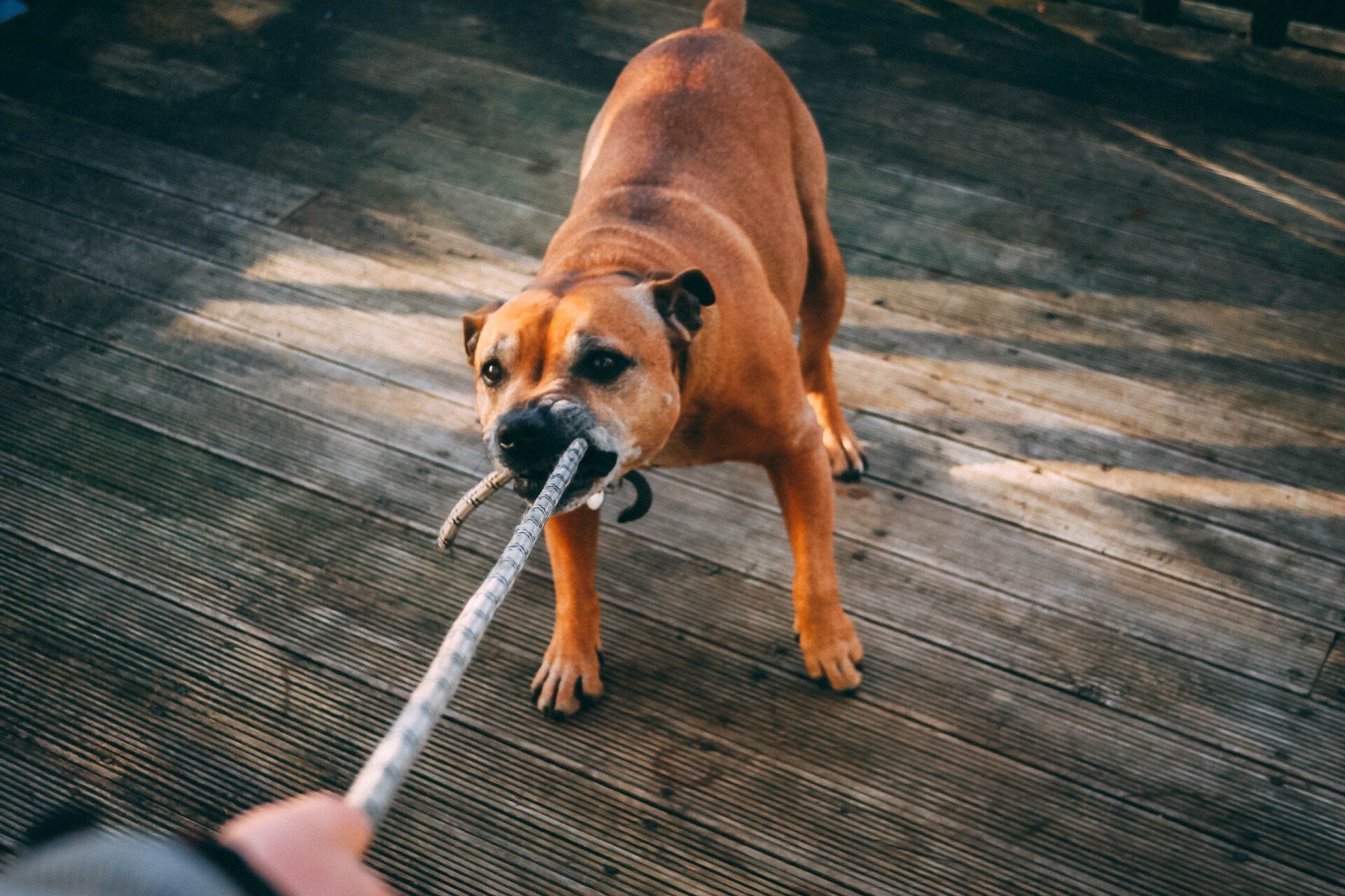 Optimal K9 Obedience & Protection Dog Training in Irving, TX