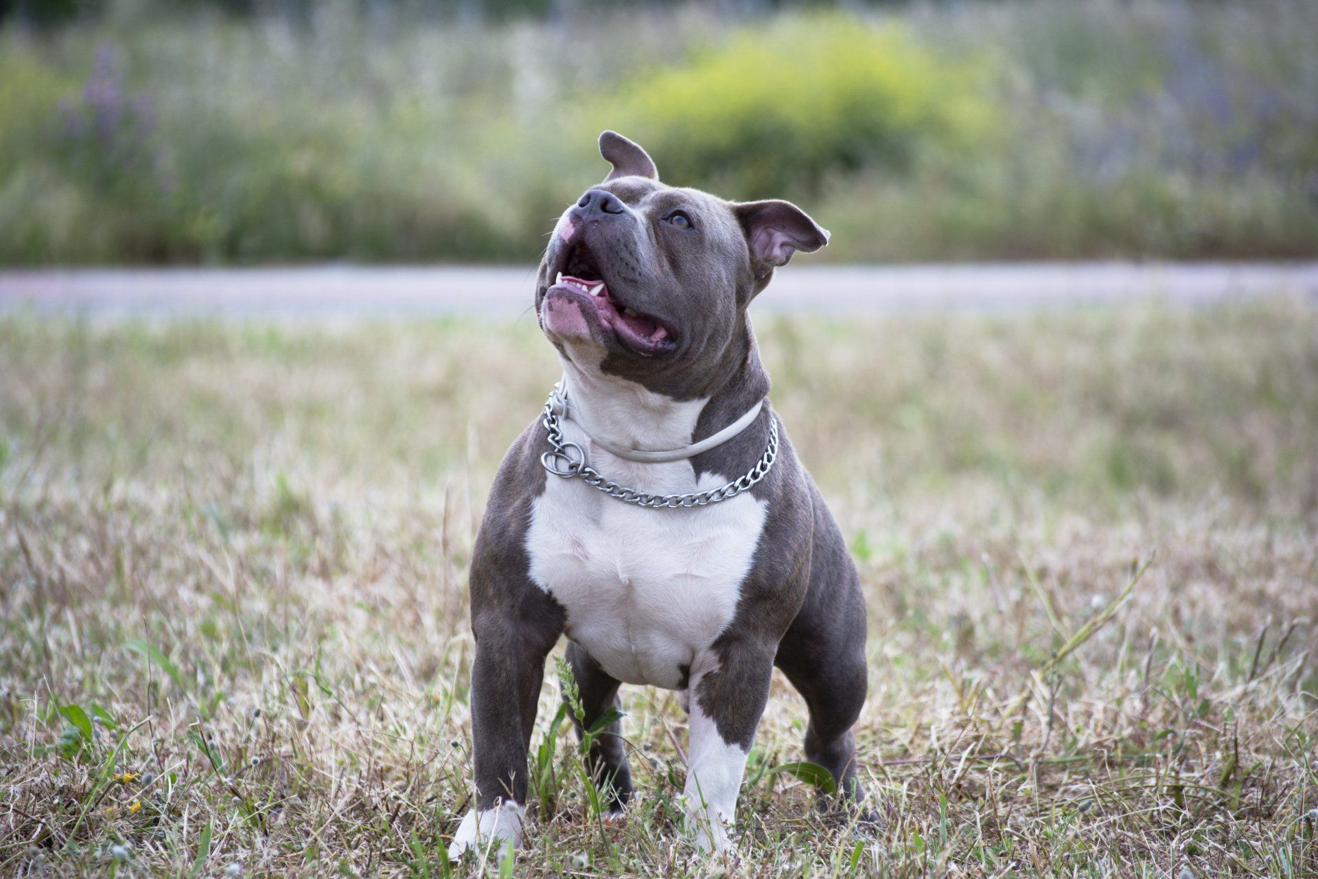 Optimal K9 Obedience & Protection Dog Training in Irving, TX (2)