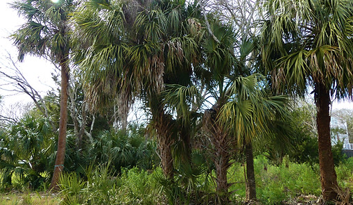 Gray Snead Realtor, Edisto Real Estate Company in Edisto Island, SC (3)