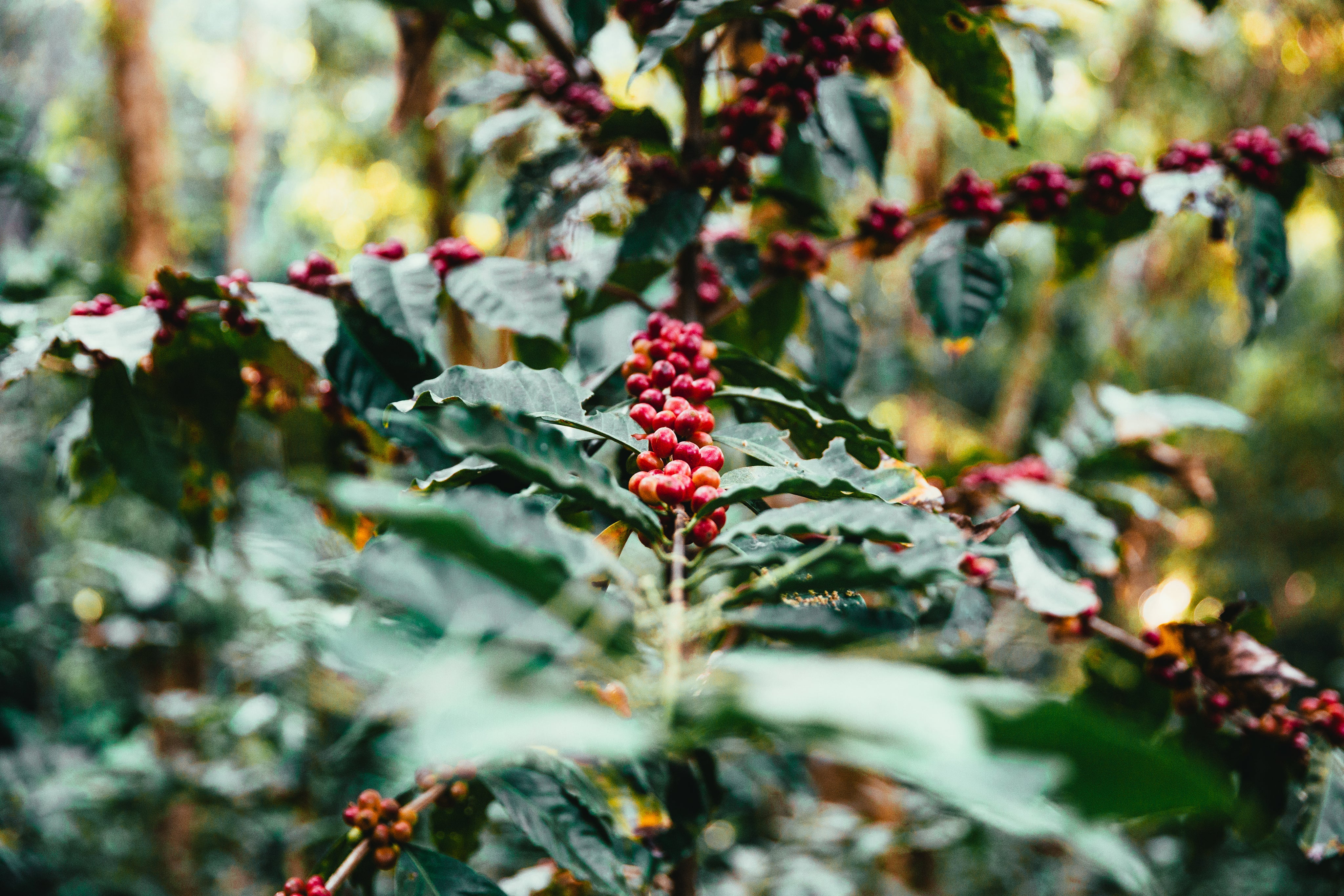 Reimer Coffee Company in Macclenny, FL (2)