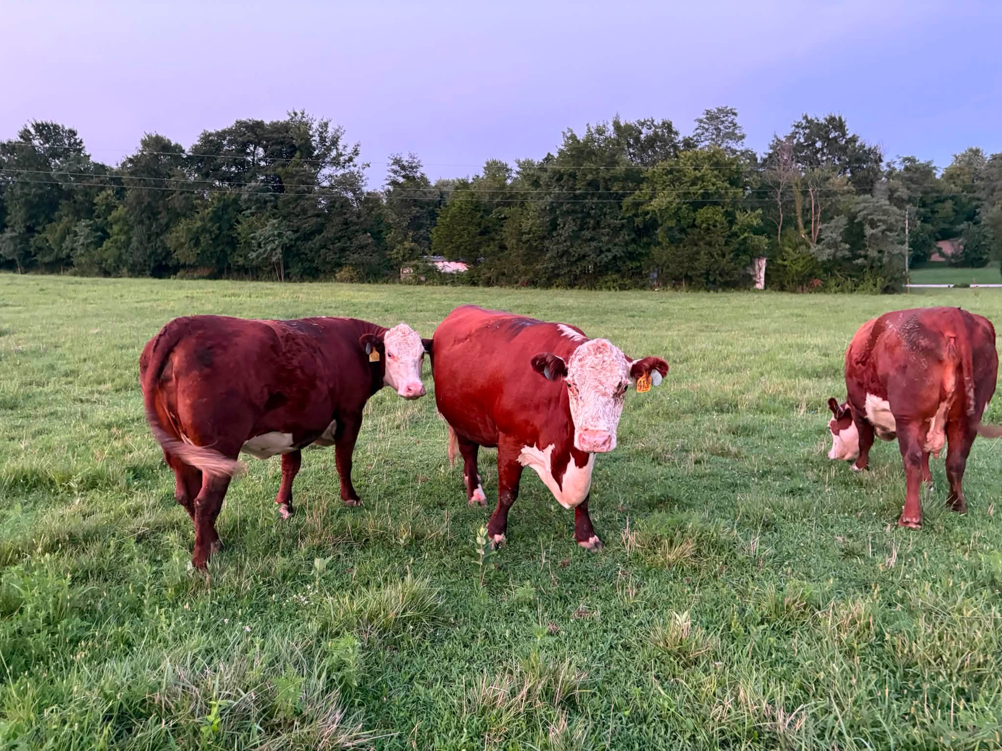 Diamond G Polled Herefords in Fulton, MO