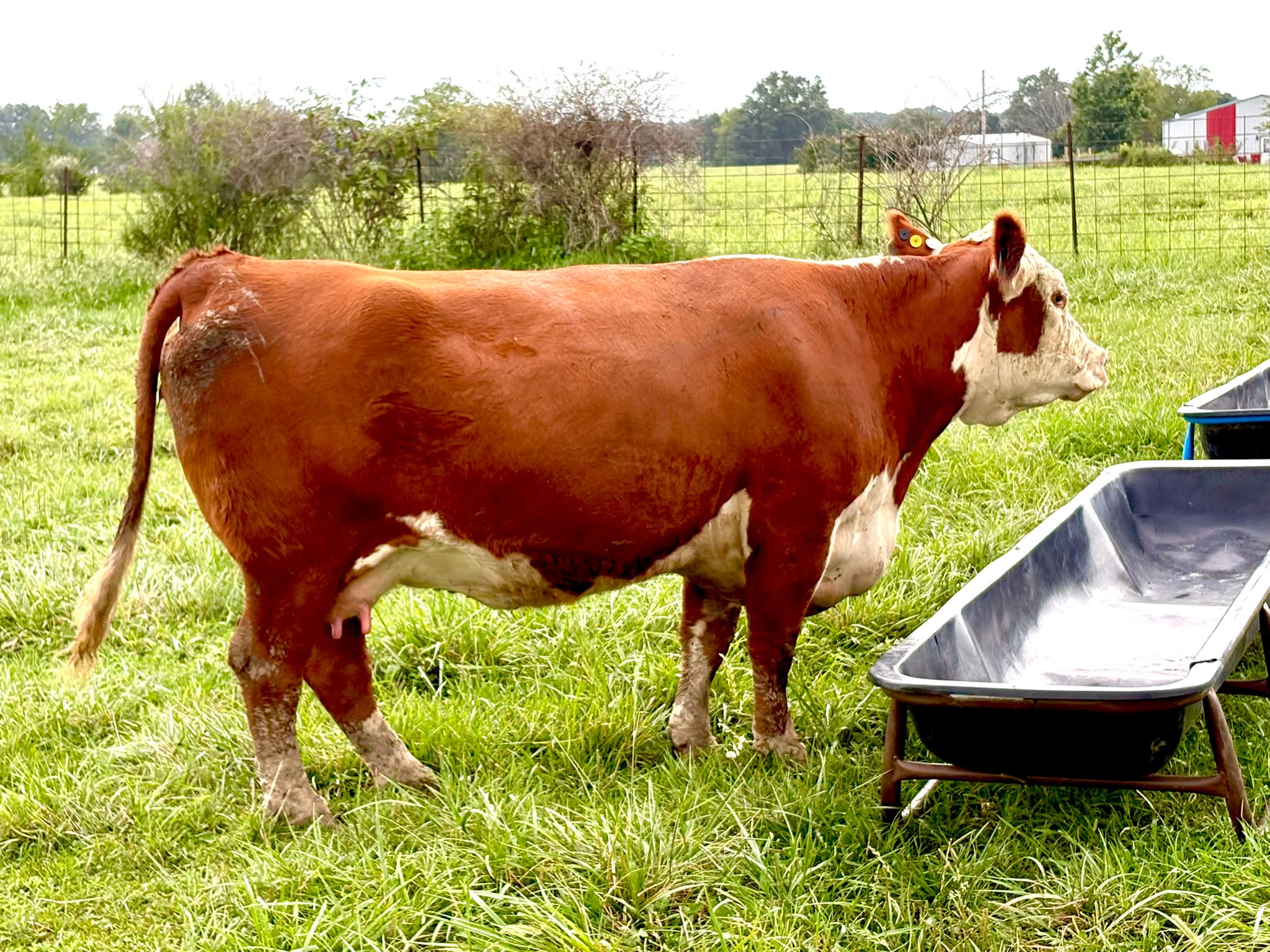 Diamond G Polled Herefords in Fulton, MO (2)