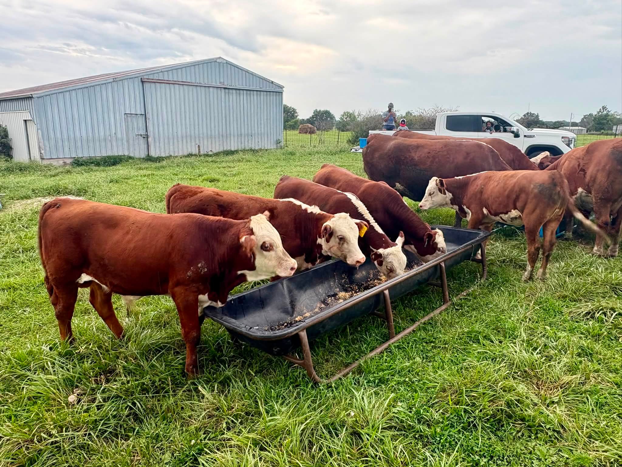 Diamond G Polled Herefords in Fulton, MO (3)