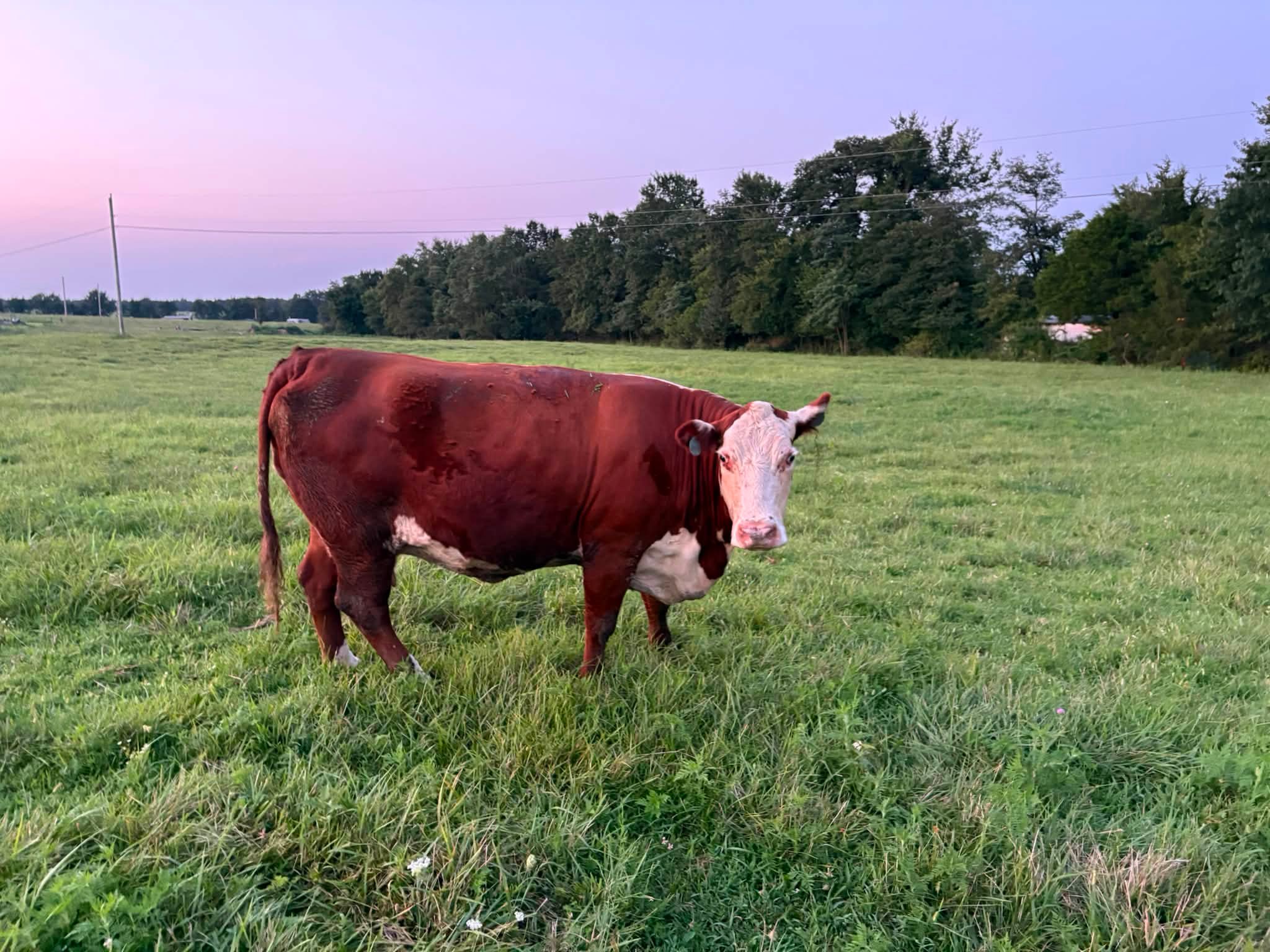 Diamond G Polled Herefords in Fulton, MO (4)