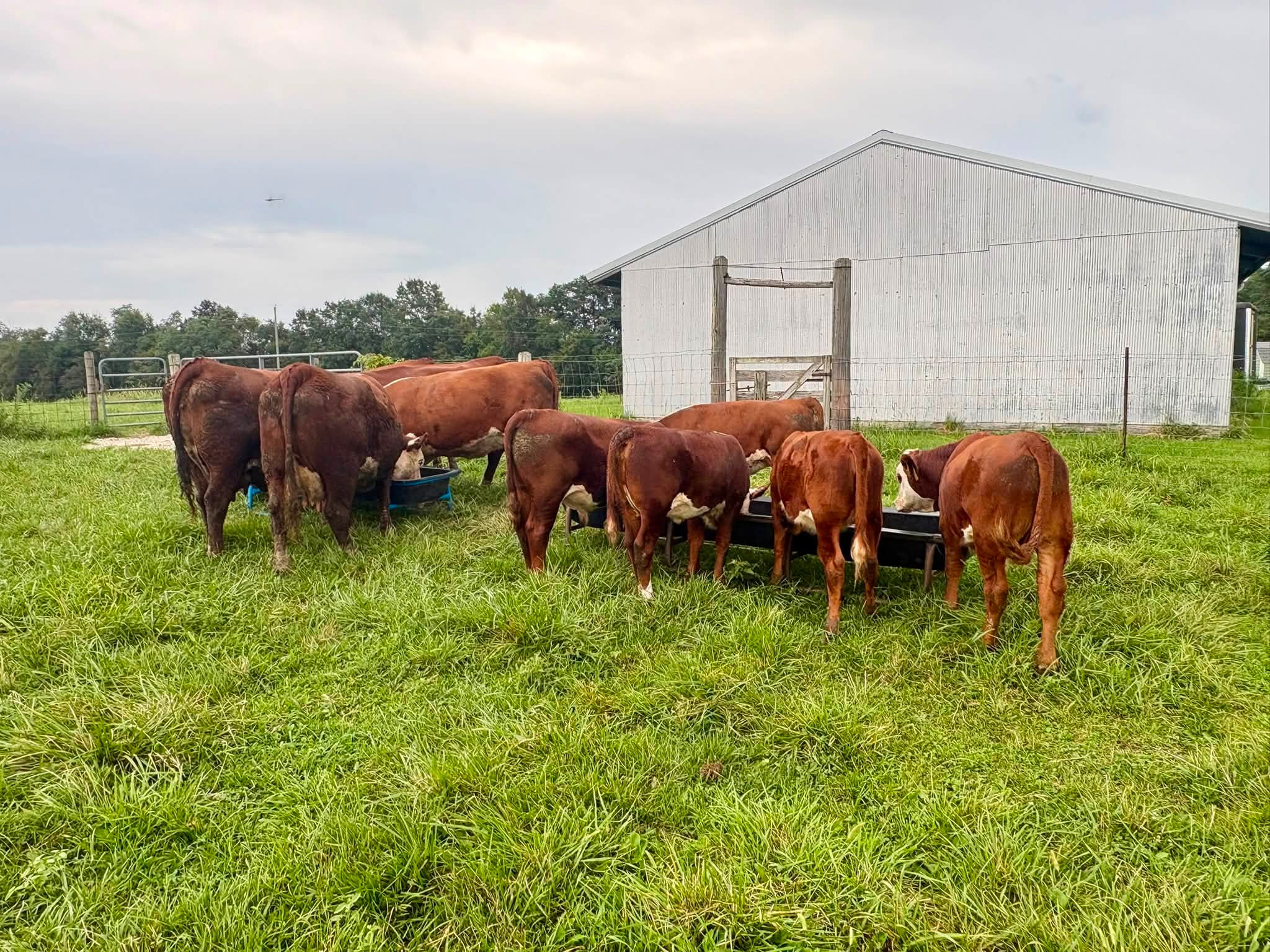 Diamond G Polled Herefords in Fulton, MO (5)