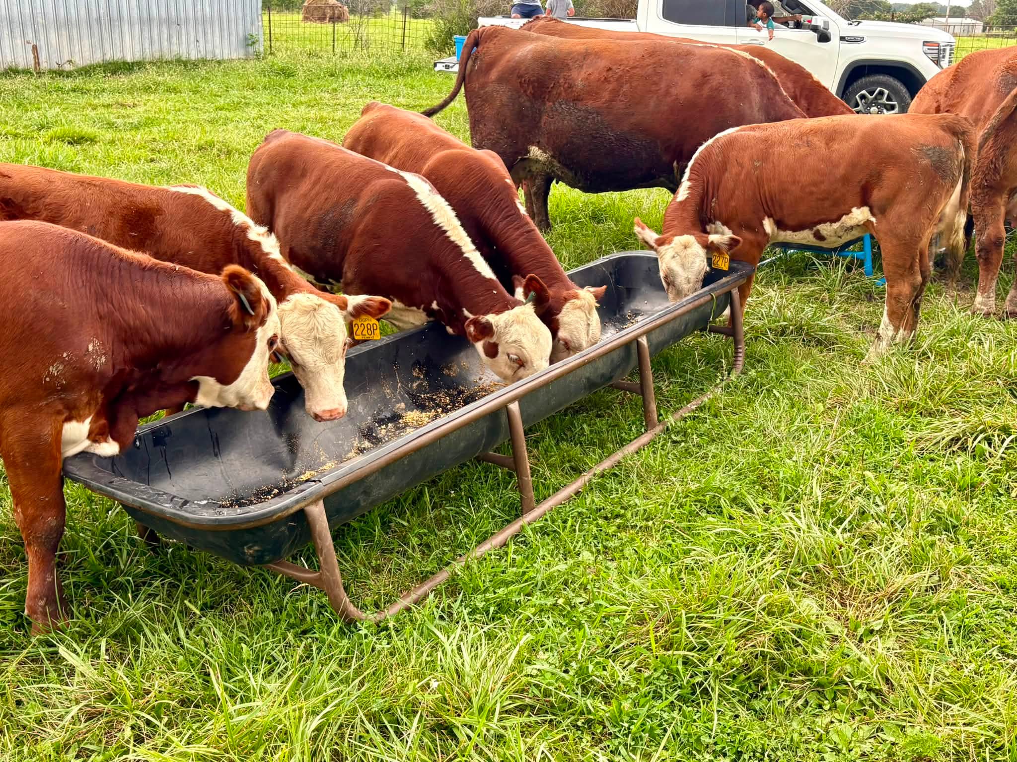Diamond G Polled Herefords in Fulton, MO (6)