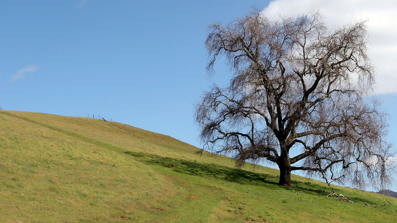 Connect Accounting in Arroyo Grande, CA