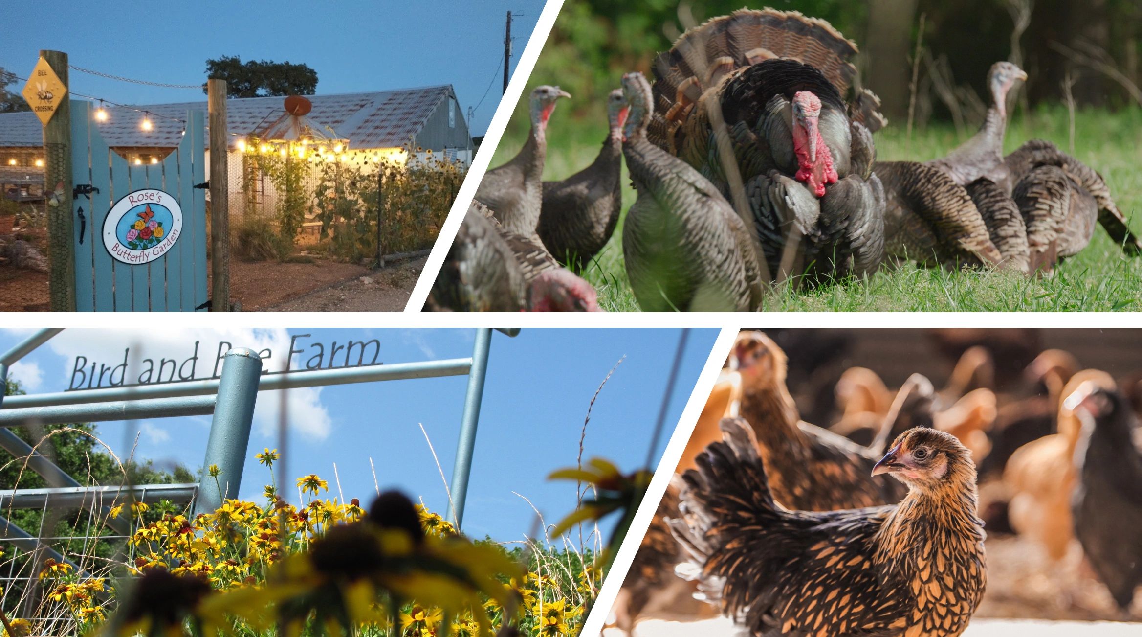 Bird and Bee Farm LLC in Rockdale, TX