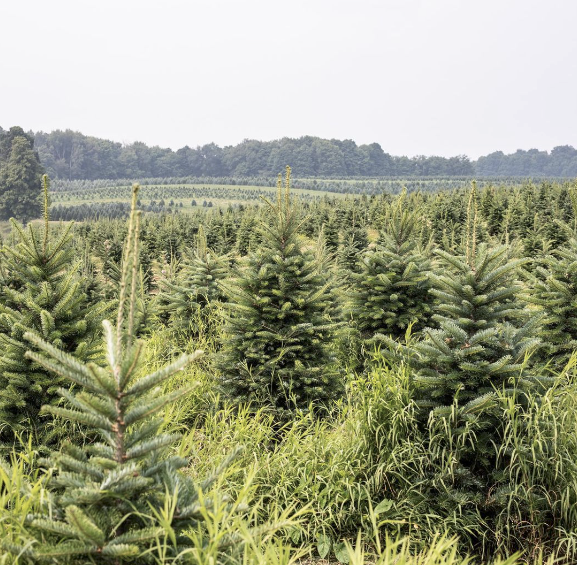 Timbuk Farms Christmas Tree Farm in Granville, OH (4)