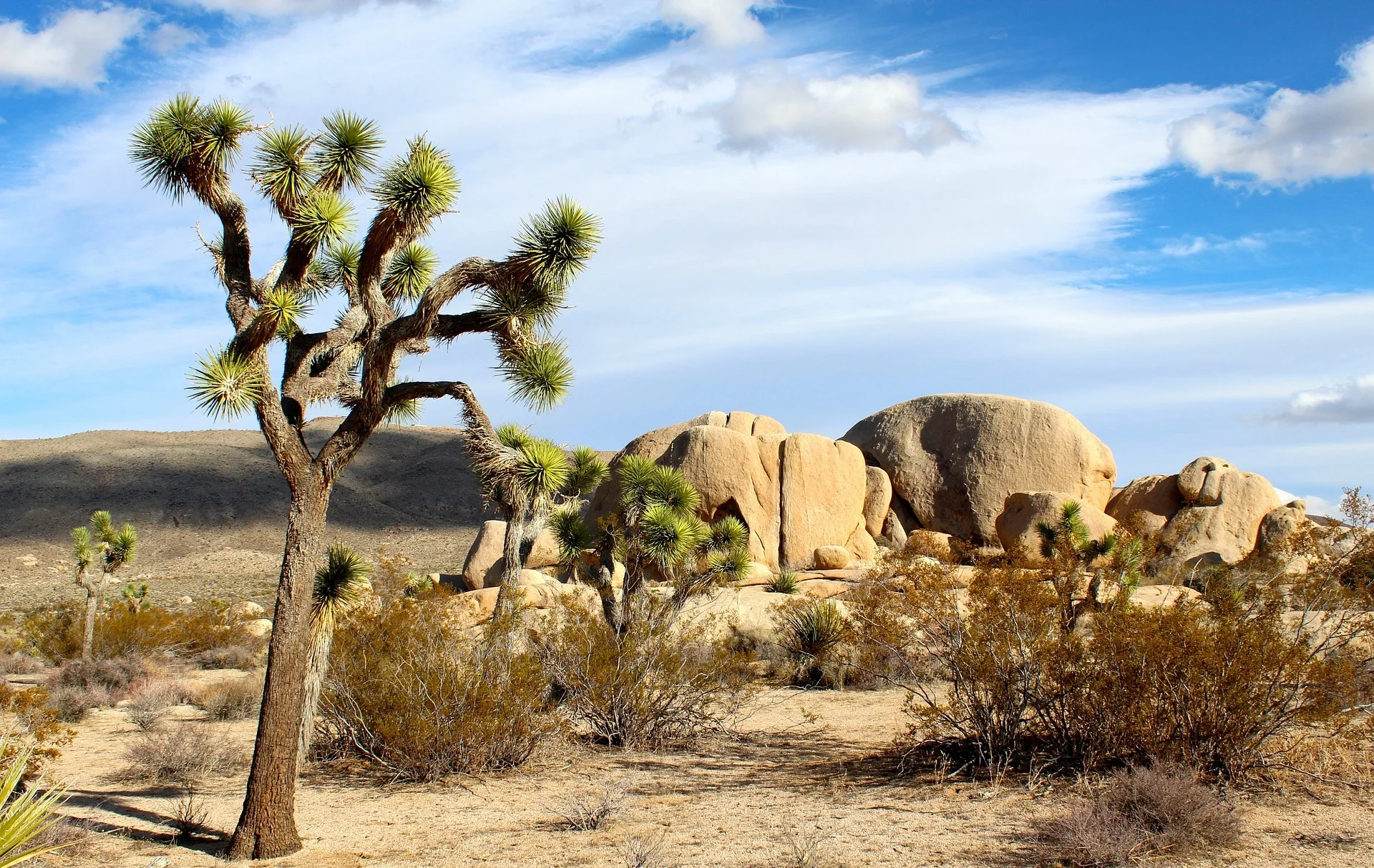 JTM: Joshua Tree Modern Real Estate in Joshua Tree, CA (2)