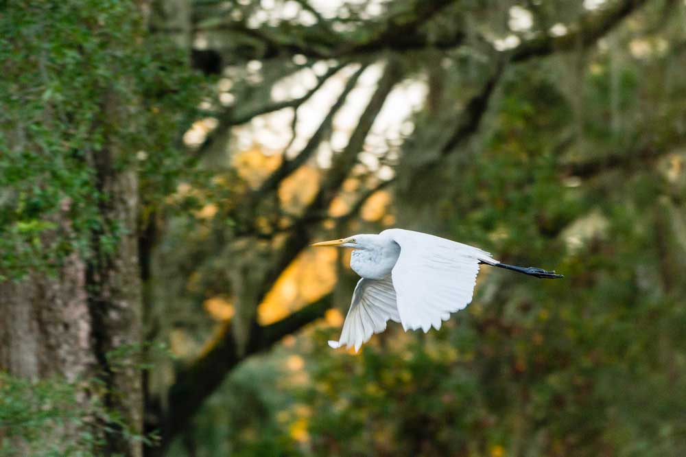Kiawah Island Real Estate Sanctuary in Kiawah Island, SC (5)