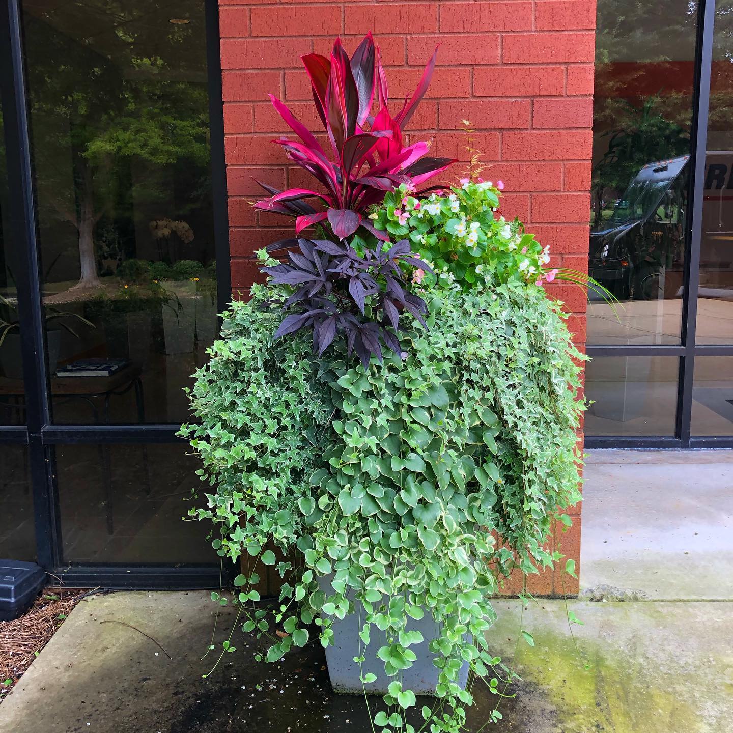 The Plant Peddler in Smyrna, GA (5)