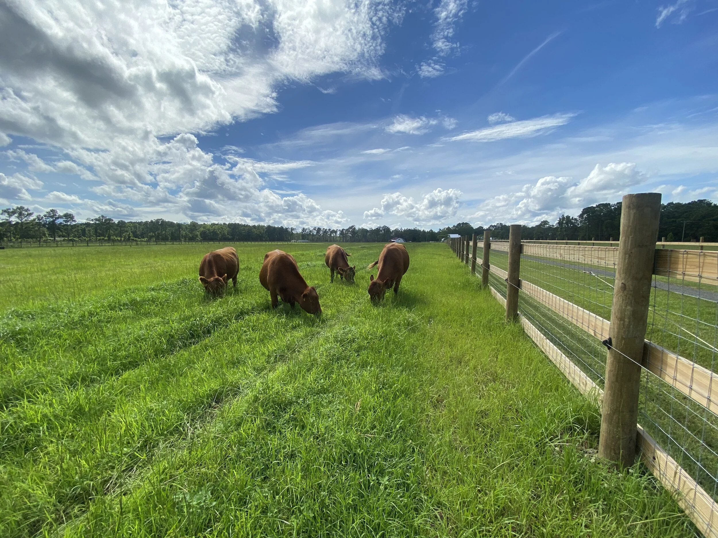 Chucktown Acres in McClellanville, SC