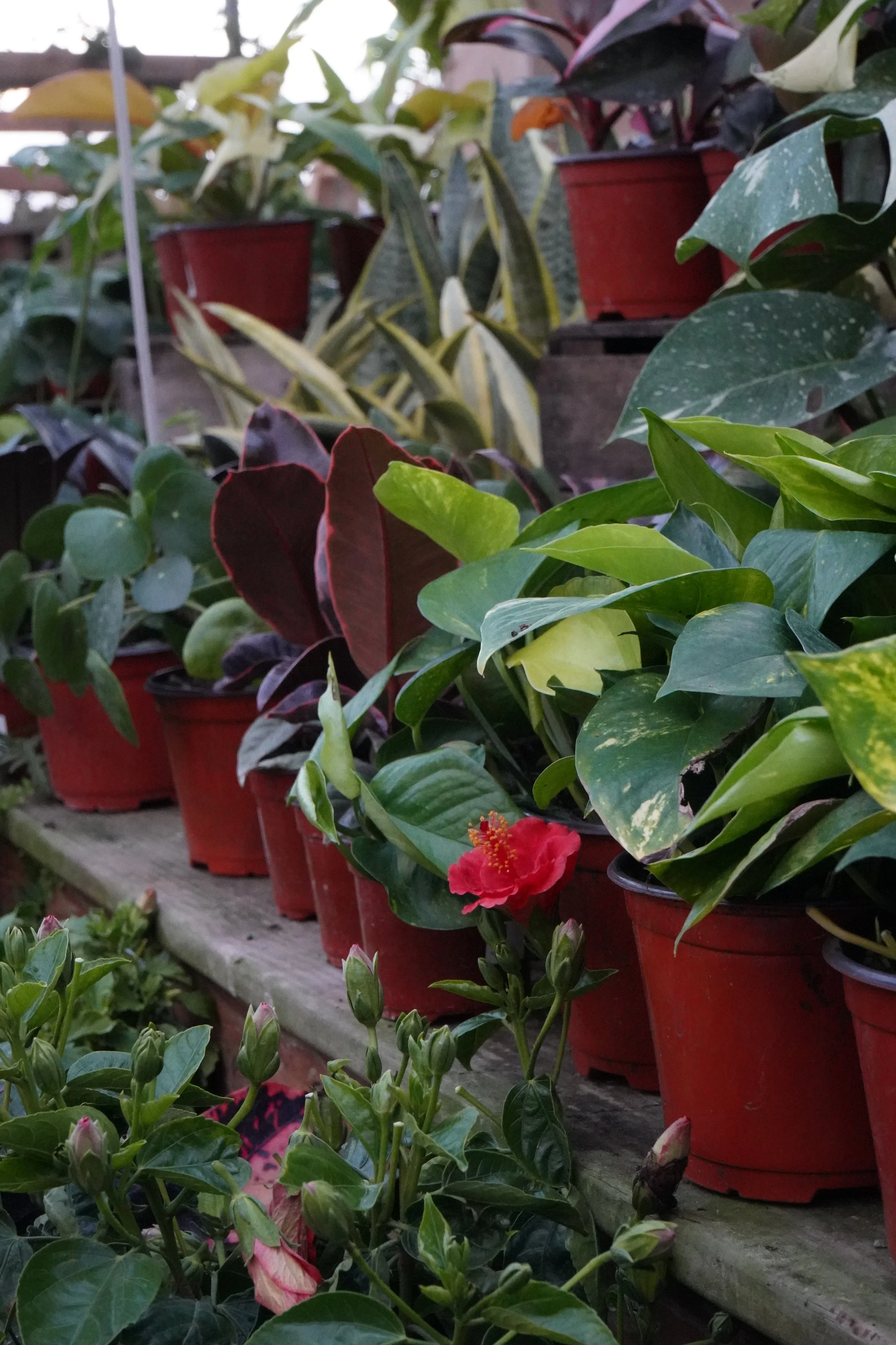 Martin's Garden Center in Tyrone, PA (3)