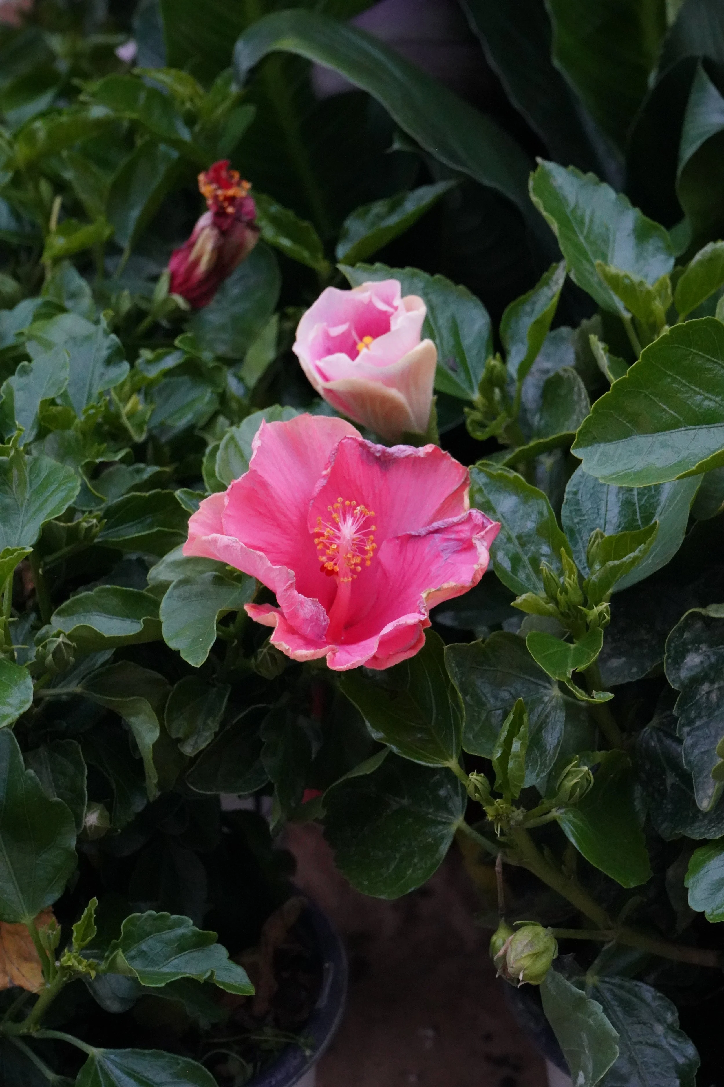 Martin's Garden Center in Tyrone, PA (4)