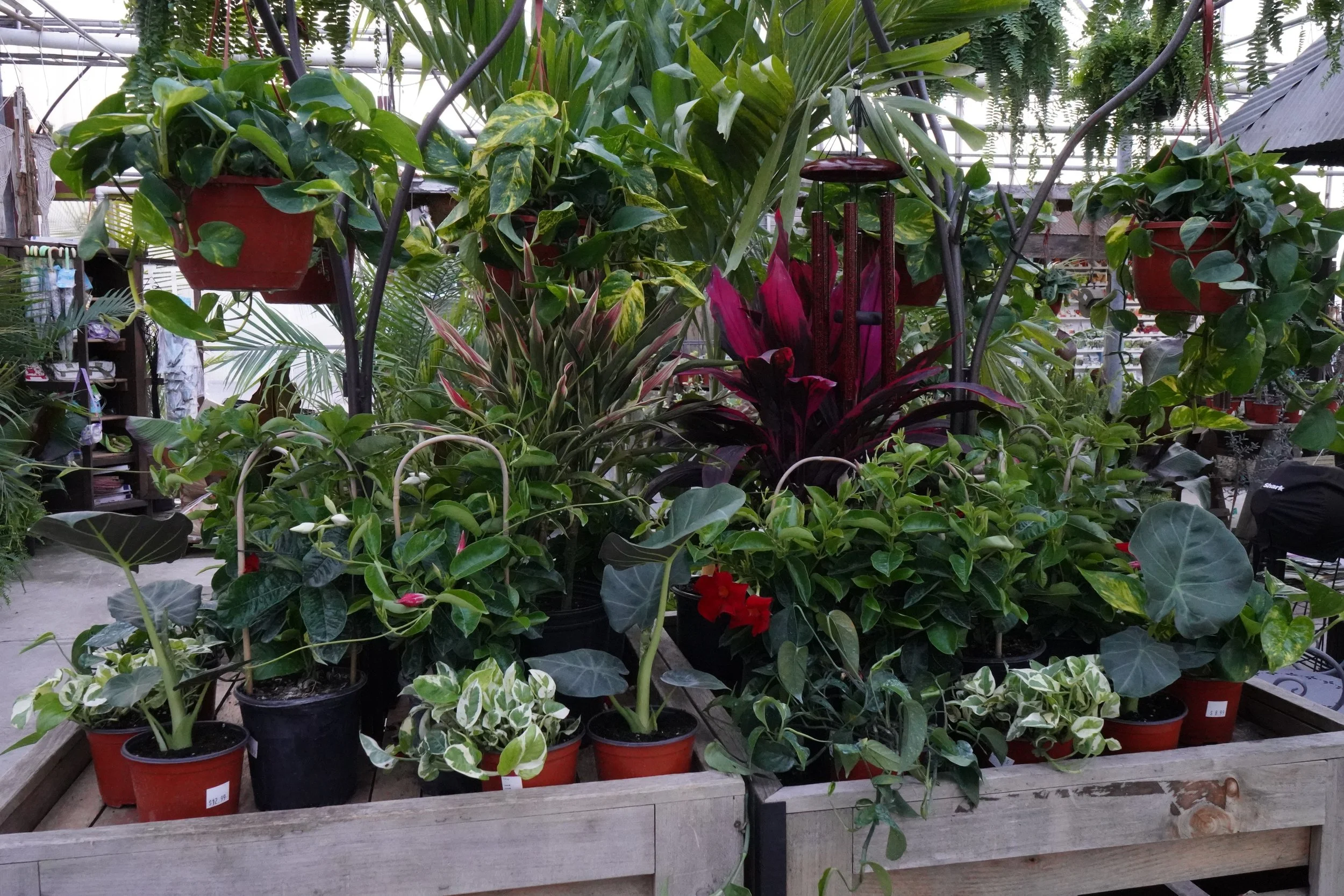 Martin's Garden Center in Tyrone, PA (5)