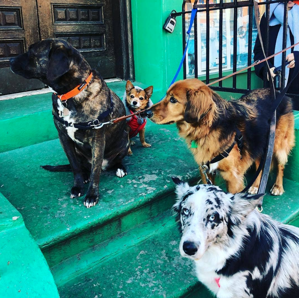 Bittersweet in Brooklyn, NY