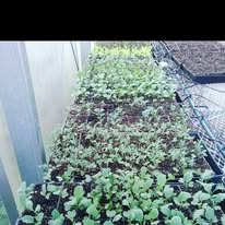 Ashanti Farmer in Charlotte, NC (2)