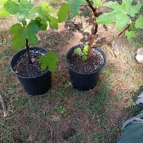 Ashanti Farmer in Charlotte, NC (3)