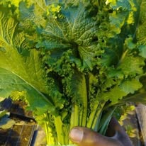 Ashanti Farmer in Charlotte, NC (4)