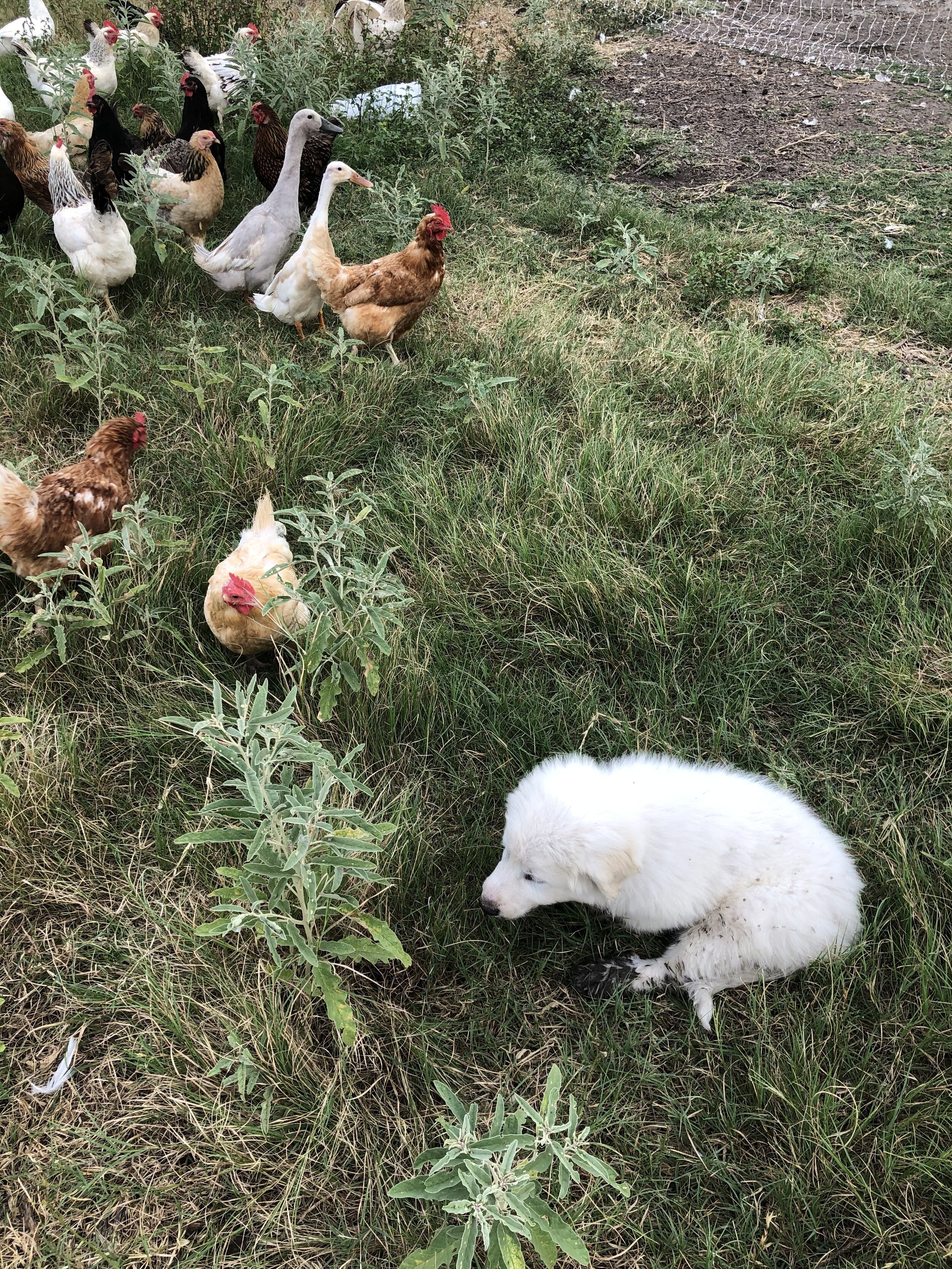 Pura Vida Farm SA in Natalia, TX